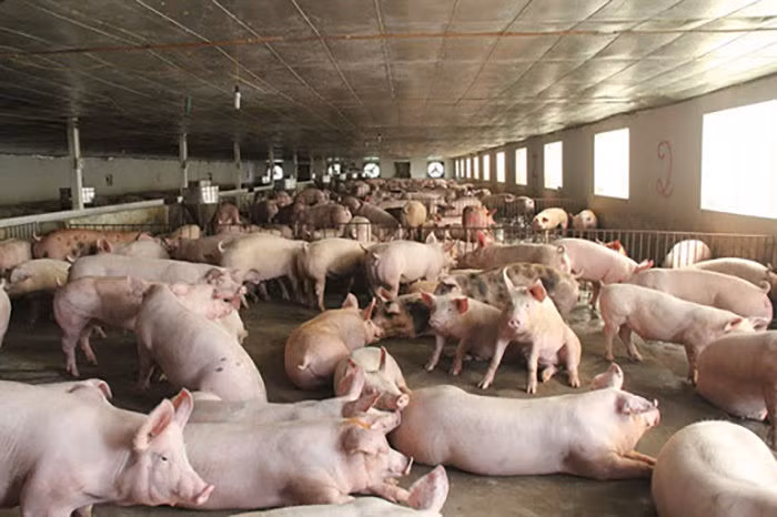 Giá thịt lợn giảm mạnh, bán 'không lấy lãi' lo đẩy hàng sớm
