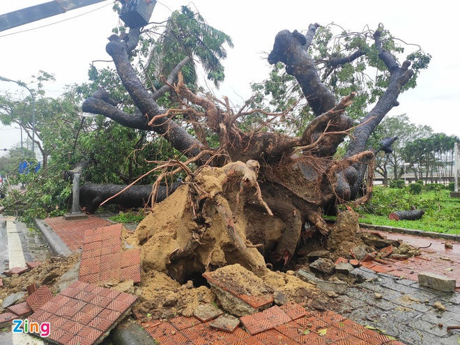 bao Vamco do bo vao mien Trung anh 38