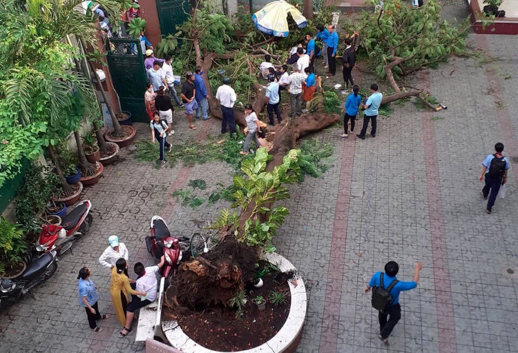 Clip cây phượng đổ đè 18 học sinh trong 5 giây - 1