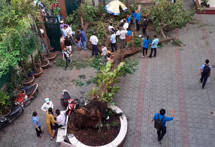 Clip cây phượng đổ đè 18 học sinh trong 5 giây - 1