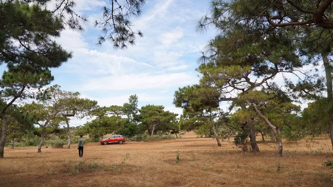 Chuyển đổi 174 ha đất rừng trồng làm sân golf ở Gia Lai: Rừng thông, đồi cỏ hồng vẫn được giữ gìn