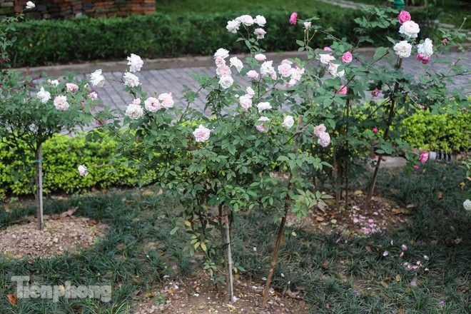 Vườn hồng cổ khoe sắc ở Hoàng Thành Thăng Long - ảnh 10