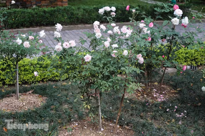 Vườn hồng cổ khoe sắc ở Hoàng Thành Thăng Long - ảnh 10