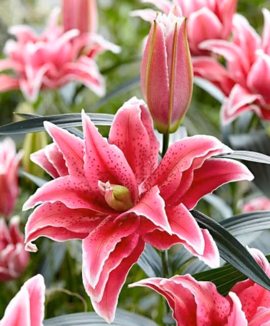 Nhiều người cho rằng hoa ly mang ý nghĩa ly tán, chia ly. Ảnh: ST.