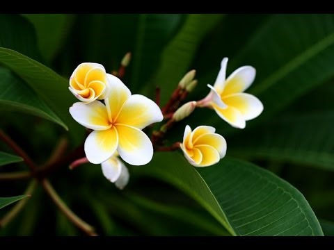 Nhiều chuyên gia phong thủy cho rằng hoa đại là nơi trú ngụ của ma quỷ. Ảnh: ST.