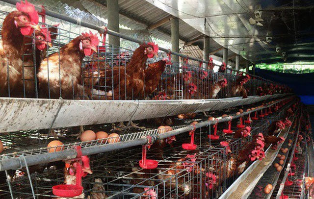 Nguy cơ bùng phát dịch cúm gia cầm khi virus corona đang hoành hành - 2