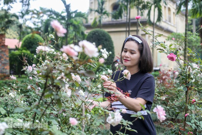 Vườn hồng cổ khoe sắc ở Hoàng Thành Thăng Long - ảnh 6