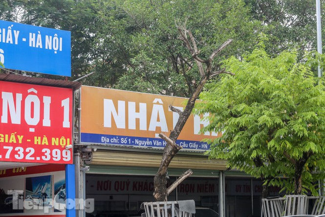 Được 'cấp cứu' liên tục, hàng sưa đỏ phố Nguyễn Văn Huyên vẫn héo úa - ảnh 7