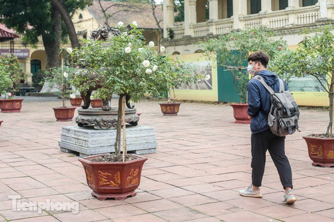 Vườn hồng cổ khoe sắc ở Hoàng Thành Thăng Long - ảnh 7