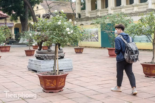 Vườn hồng cổ khoe sắc ở Hoàng Thành Thăng Long - ảnh 7