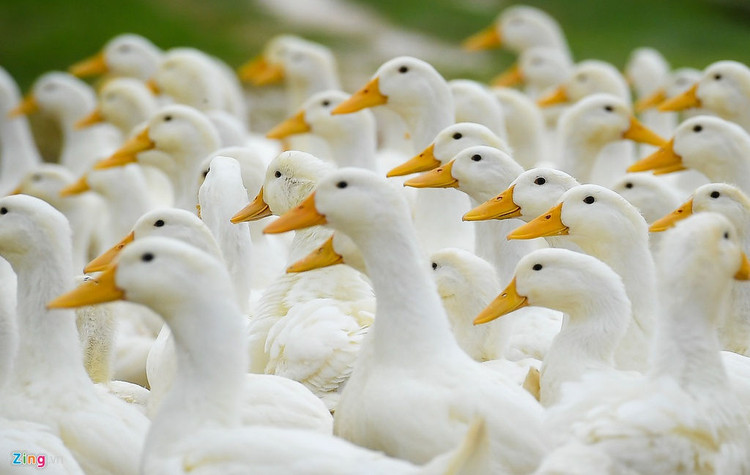 Rai voi, khu trung khi dich cum A/H5N6-xuat-hien-hinh-anh-8-8_H5N6_Chuong_My_zing18.jpg