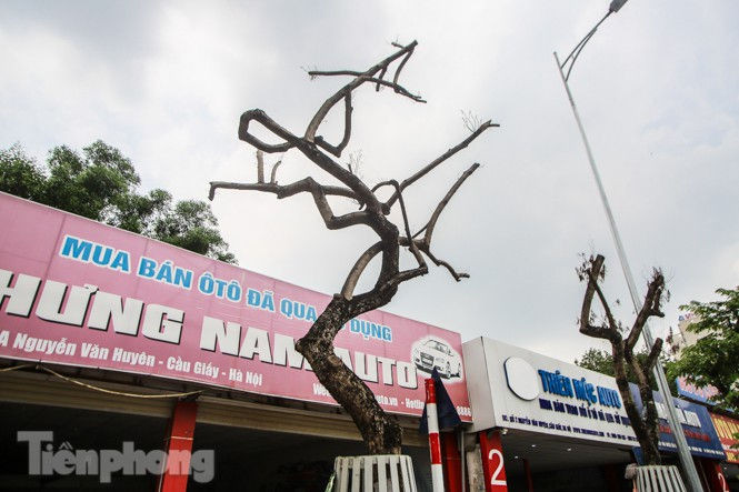 Được 'cấp cứu' liên tục, hàng sưa đỏ phố Nguyễn Văn Huyên vẫn héo úa - ảnh 9