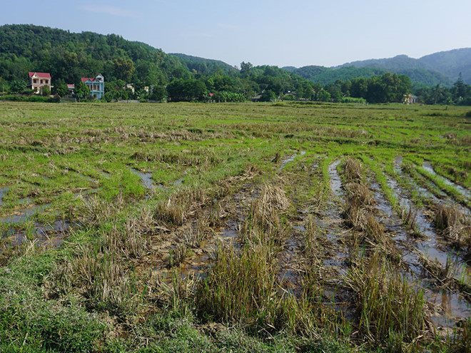 Khu đất thuộc cánh đồng Sim, TT.Vân Du (H.Thạch Thành) được quy hoạch là bến xe và khu dân cư, nhưng Công ty Nhật Nam tự nhận là dự án của mình