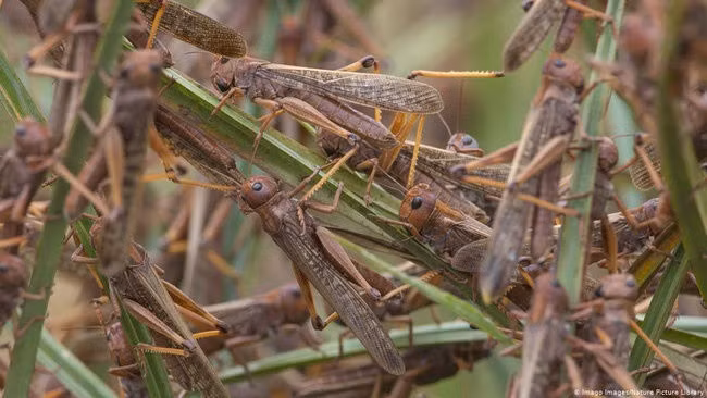 Châu chấu từ Trung Quốc vào Việt Nam phá hoại, rồi lại bay trở về