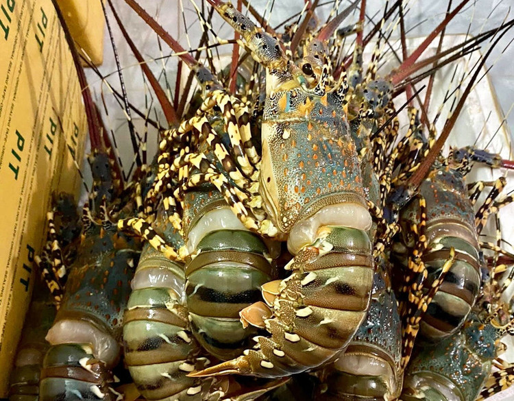 Ro 'giai cuu tom hum', gia chi tu 495.000 dong/kg-hinh-anh-3-5a6939f2c87b3025696a.jpg