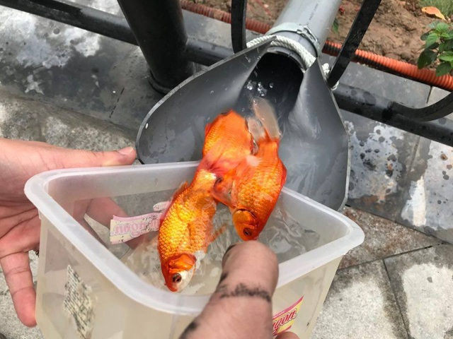 Hà Nội: Cá chép đi cầu trượt lên chầu Trời - 8