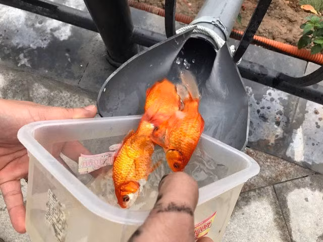 Hà Nội: Cá chép đi cầu trượt lên chầu Trời - 8