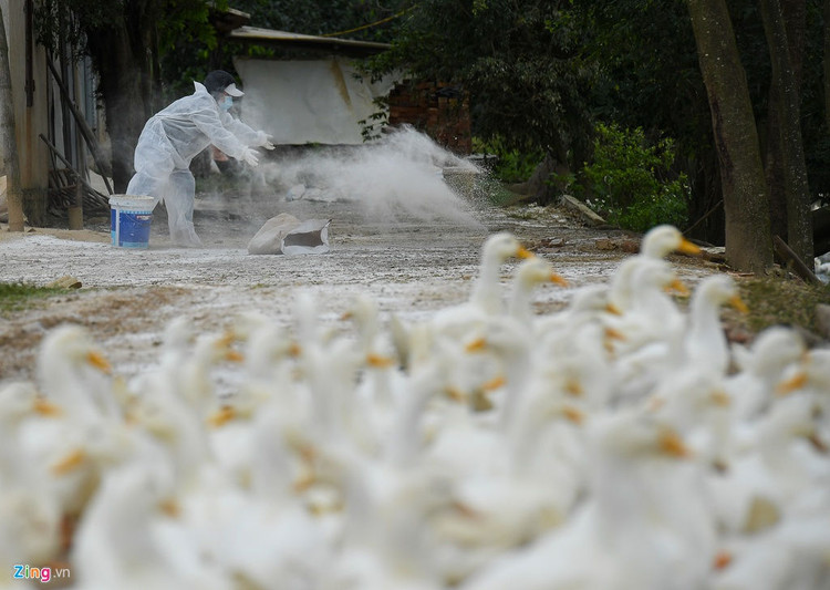 Rai voi, khu trung khi dich cum A/H5N6-xuat-hien-hinh-anh-4-4_H5N6_Chuong_My_zing21.jpg