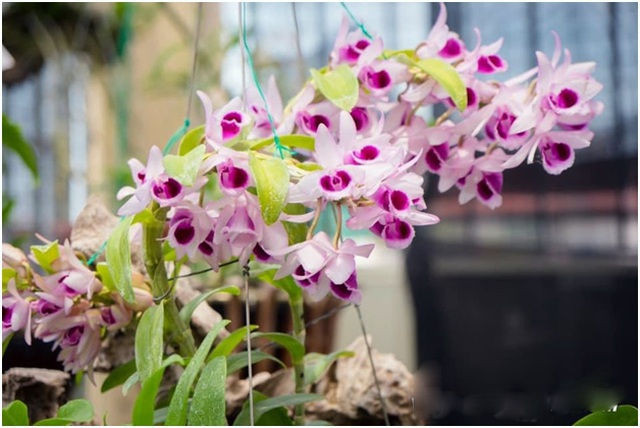 4 mầm lan như cọng rau, bán được tiền tỷ có phải đóng thuế? - 1