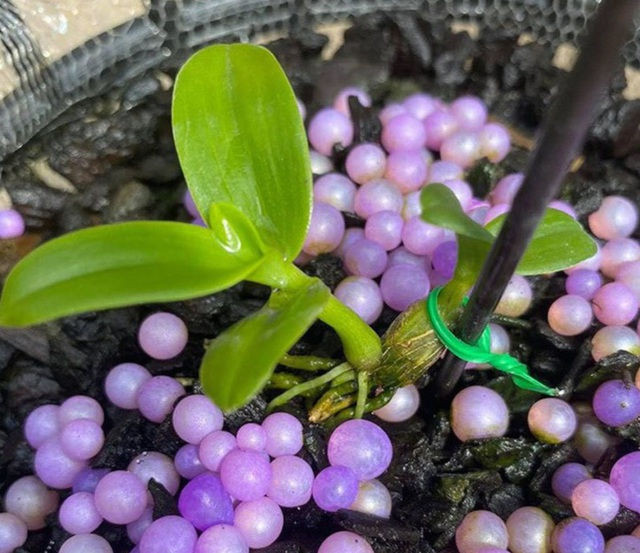 4 mầm lan như cọng rau, bán được tiền tỷ có phải đóng thuế? - 2