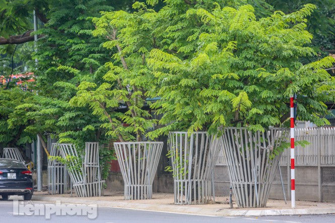 Được 'cấp cứu' liên tục, hàng sưa đỏ phố Nguyễn Văn Huyên vẫn héo úa - ảnh 10