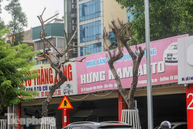 Được 'cấp cứu' liên tục, hàng sưa đỏ phố Nguyễn Văn Huyên vẫn héo úa - ảnh 1