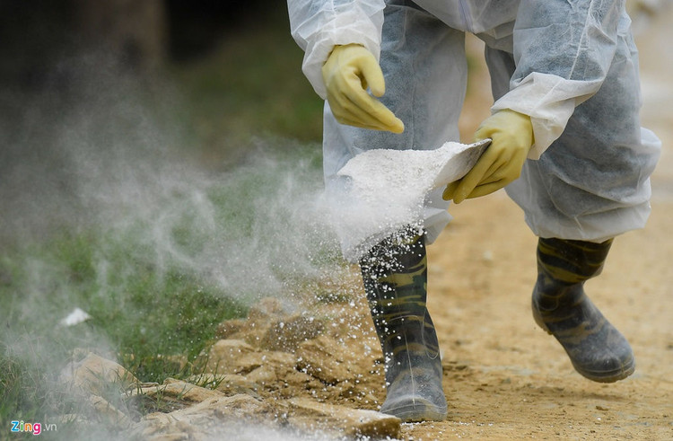 Rai voi, khu trung khi dich cum A/H5N6-xuat-hien-hinh-anh-3-3_H5N6_Chuong_My_zing16_1.jpg