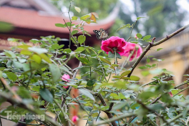 Vườn hồng cổ khoe sắc ở Hoàng Thành Thăng Long - ảnh 14