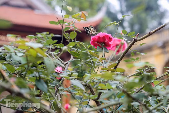 Vườn hồng cổ khoe sắc ở Hoàng Thành Thăng Long - ảnh 14