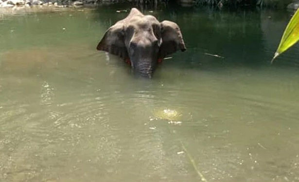 Voi mẹ mang thai chết vì bị lừa ăn nhầm quả dứa có nhồi pháo nổ - 1