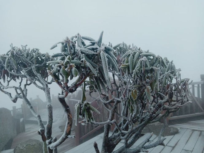 Nhiệt độ giảm sâu, băng tuyết phủ trắng Fansipan như trời Âu - ảnh 6