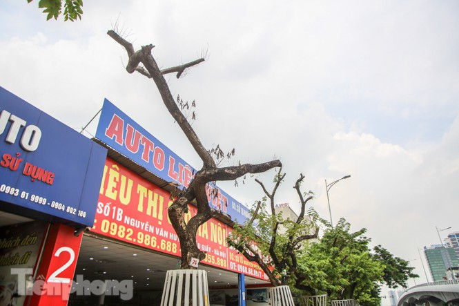 Được 'cấp cứu' liên tục, hàng sưa đỏ phố Nguyễn Văn Huyên vẫn héo úa - ảnh 8