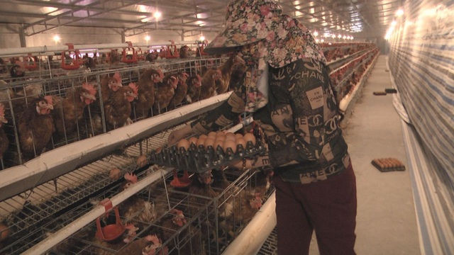 Lạ lùng chuyện nam thanh niên nuôi gà cho nghe nhạc thu nhập tiền tỉ - 2