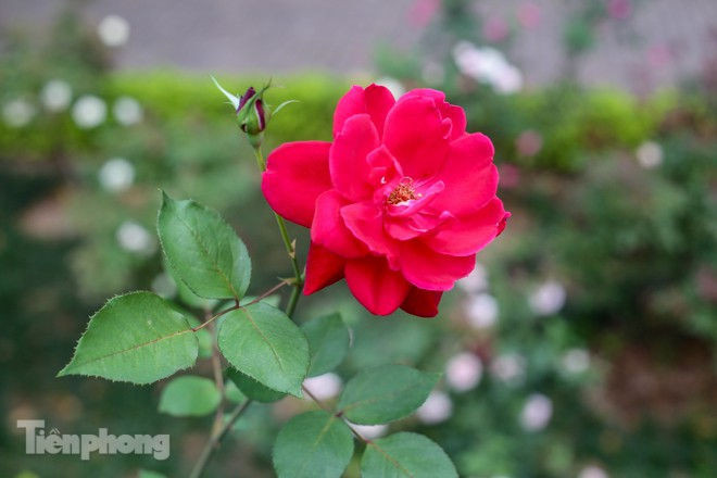 Vườn hồng cổ khoe sắc ở Hoàng Thành Thăng Long - ảnh 12