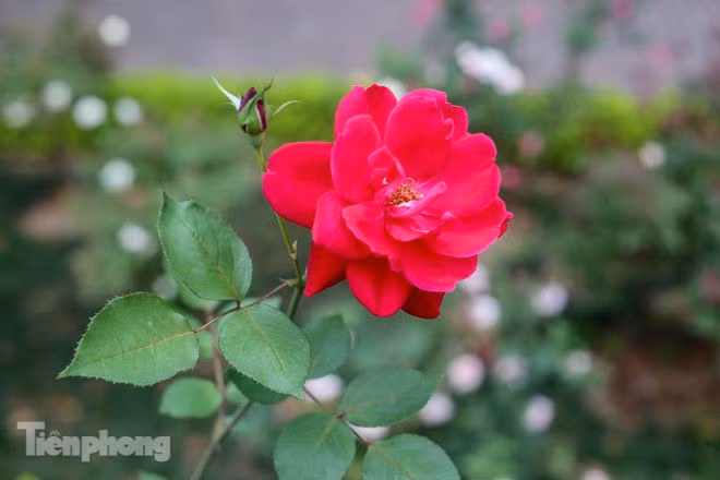 Vườn hồng cổ khoe sắc ở Hoàng Thành Thăng Long - ảnh 12