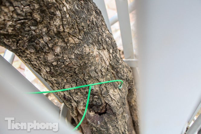 Được 'cấp cứu' liên tục, hàng sưa đỏ phố Nguyễn Văn Huyên vẫn héo úa - ảnh 3