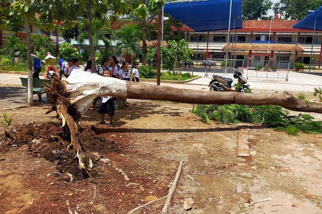 Cay phuong do trong san truong tieu hoc o Binh Duong hinh anh 1 100979678_892109601301920_6560968161351434240_n.jpg