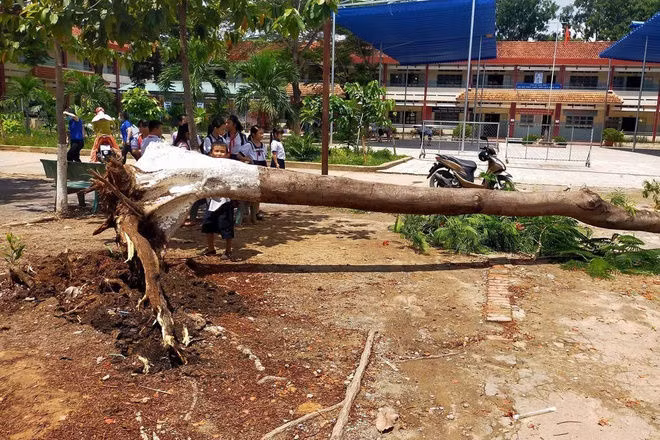 Cay phuong do trong san truong tieu hoc o Binh Duong hinh anh 1 100979678_892109601301920_6560968161351434240_n.jpg
