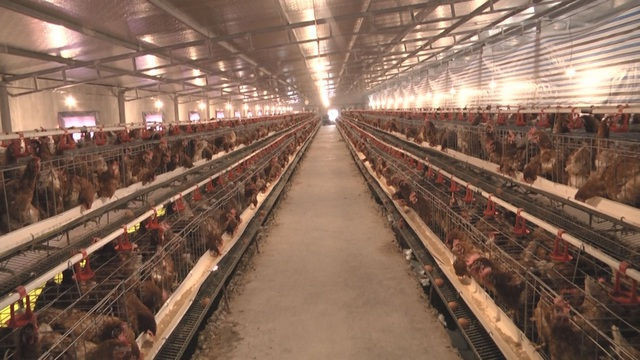 Lạ lùng chuyện nam thanh niên nuôi gà cho nghe nhạc thu nhập tiền tỉ - 1