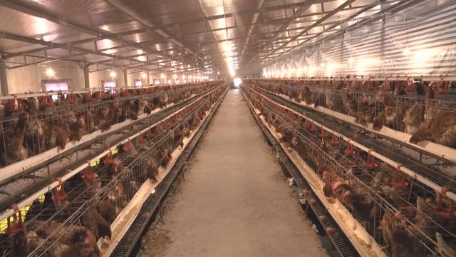 Lạ lùng chuyện nam thanh niên nuôi gà cho nghe nhạc thu nhập tiền tỉ - 1