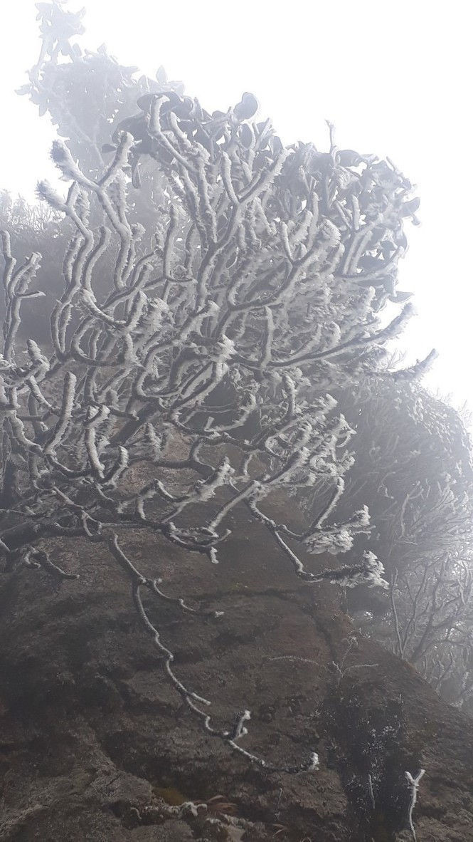 Nhiệt độ giảm sâu, băng tuyết phủ trắng Fansipan như trời Âu - ảnh 4