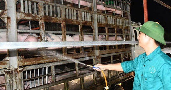 Dự kiến nhập khẩu 1,9 triệu heo thịt Thái Lan - Ảnh 1.