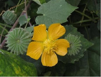 Cây cối xay tốt cho người bị ù tai.