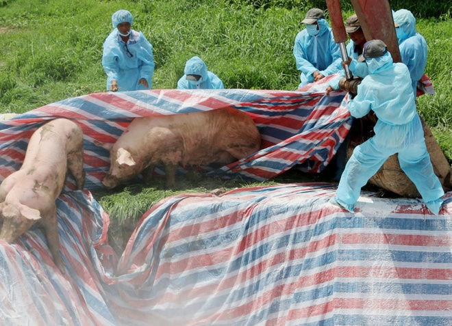 Benh ta heo chau Phi xuat hien tai Bac Lieu anh 1