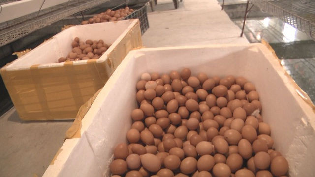 Lạ lùng chuyện nam thanh niên nuôi gà cho nghe nhạc thu nhập tiền tỉ - 4