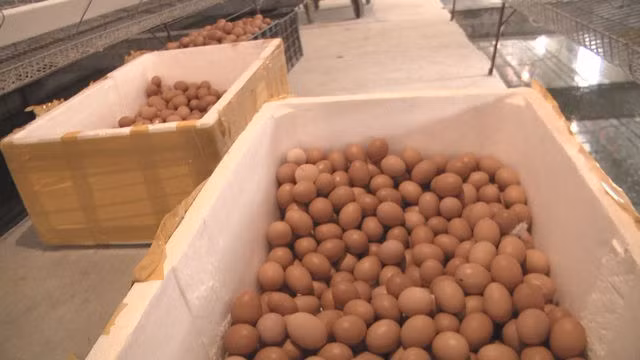 Lạ lùng chuyện nam thanh niên nuôi gà cho nghe nhạc thu nhập tiền tỉ - 4