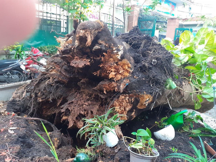 Sau tai nan lam hoc sinh tu vong, truong hoc chat cay lau nam hinh anh 2 64e8f20d4fa4b5faecb5.jpg