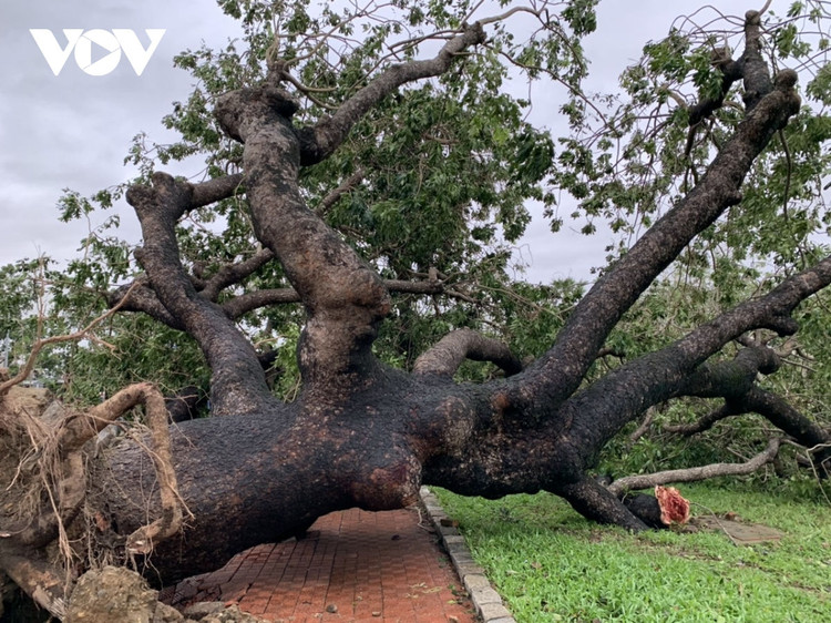 Cập nhật: Bão số 13 cuốn bay mái trường học, "nhổ" bật gốc cây, cuốn trôi nhà dân ảnh 50