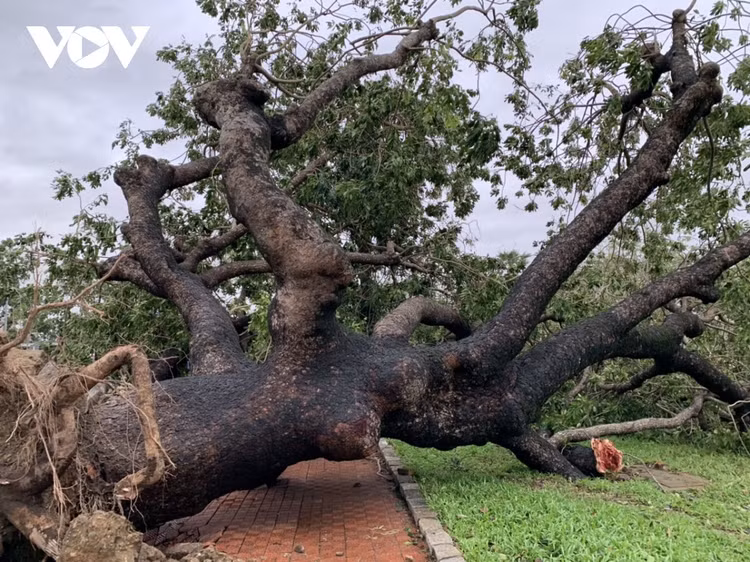Cập nhật: Bão số 13 cuốn bay mái trường học, "nhổ" bật gốc cây, cuốn trôi nhà dân ảnh 50