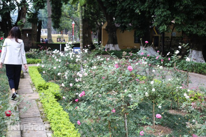 Vườn hồng cổ khoe sắc ở Hoàng Thành Thăng Long - ảnh 2